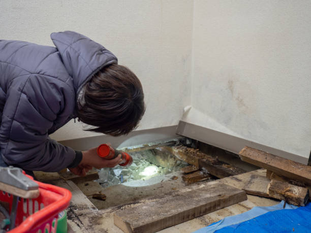 Reliable Schererville, IN Mold Removal Solutions