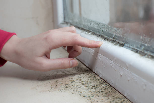 Best Environmental Consulting for Mold Prevention  in Schererville, IN